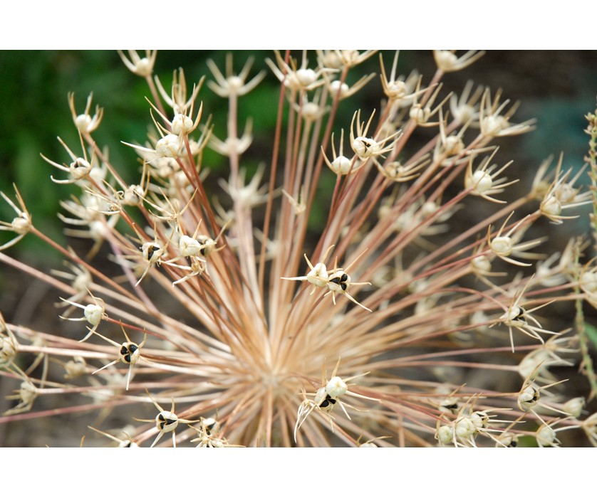 Persian Star Allium